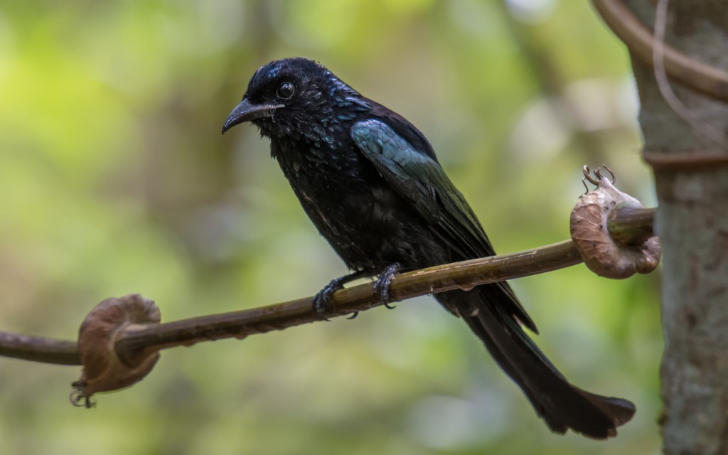 Perching Birds